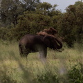 Kruger park 043
