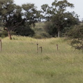 Kruger park 049