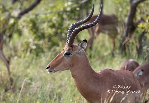 Kruger park 054