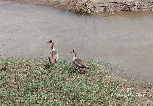 Kruger park 105