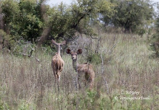 Kruger park 117