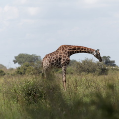 Kruger park 132
