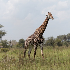 Kruger park 134