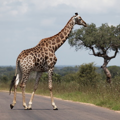 Kruger park 136