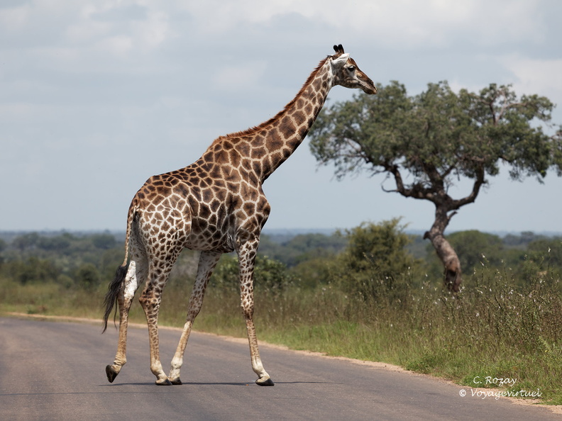 Kruger park 136
