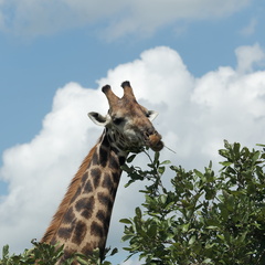 Kruger park 138
