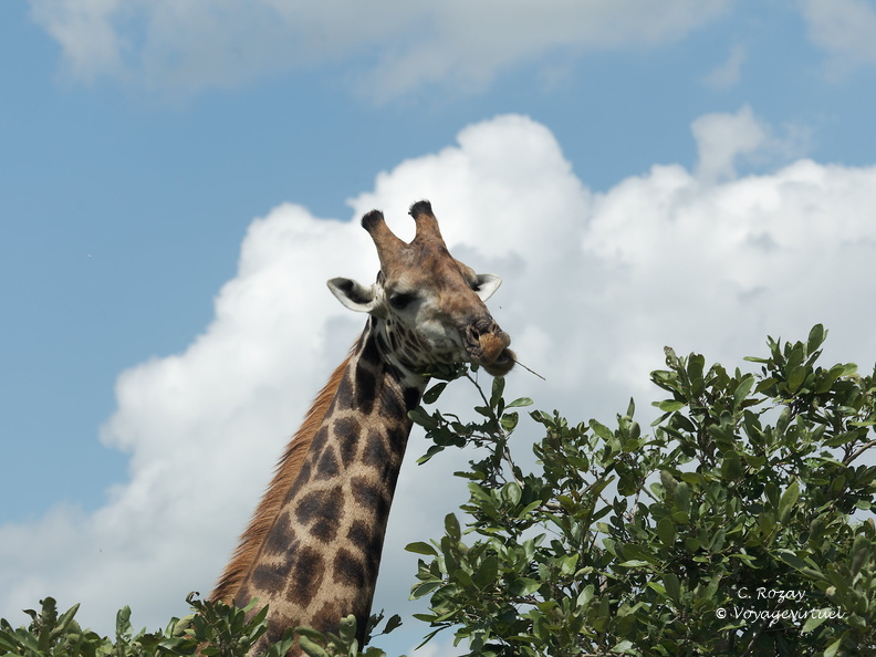 Kruger park 138