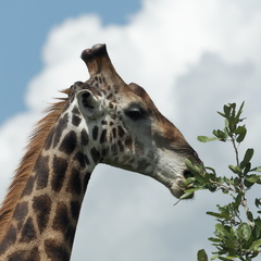 Kruger park 139