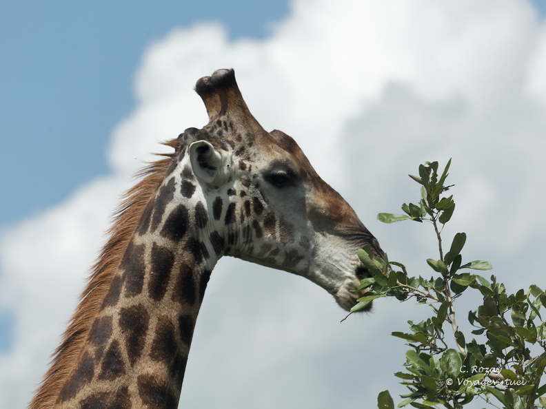 Kruger park 139
