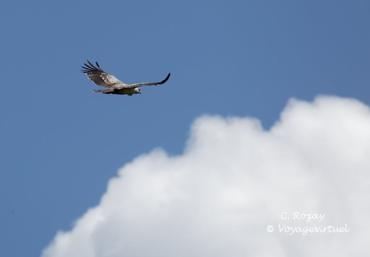 Kruger park 163