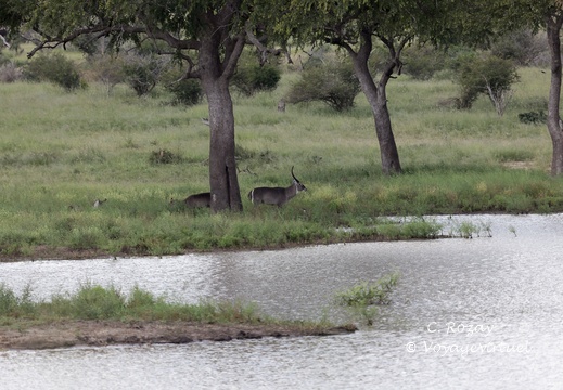 Kruger park 170