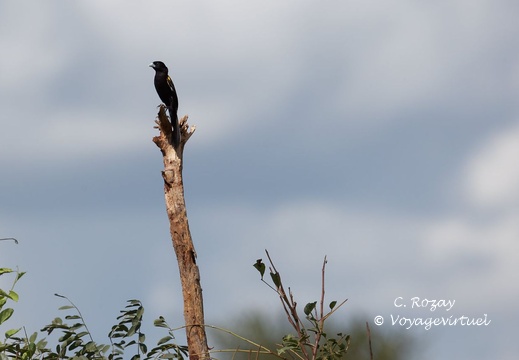 Kruger park 173