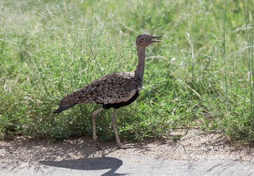 Kruger park 187