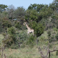 Kruger park 191