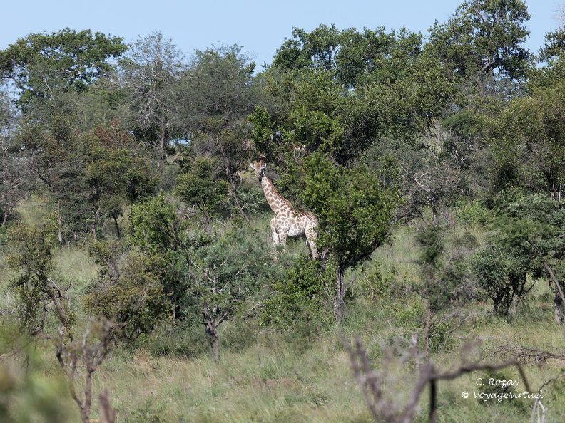 Kruger park 191