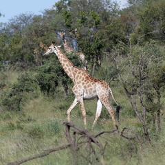 Kruger park 202