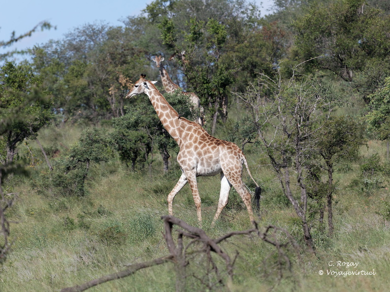Kruger park 202