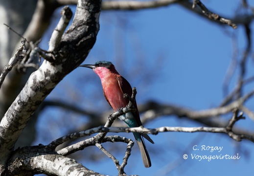 Kruger park 219