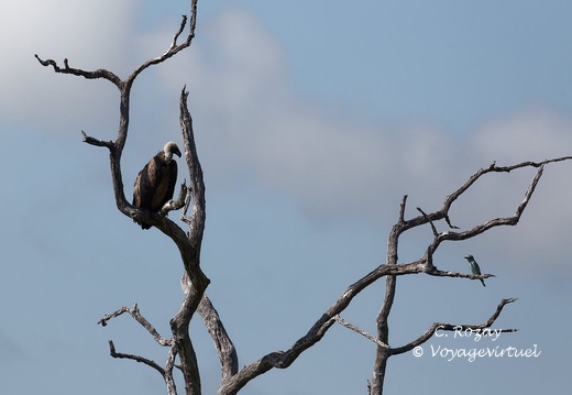Kruger park 249