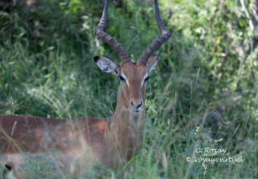 Kruger park 250