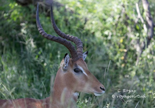 Kruger park 251