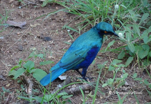 Kruger park 349