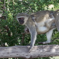 Kruger park nwamanzi viewpoint 089