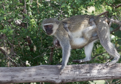 Kruger park nwamanzi viewpoint 089