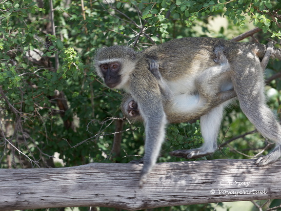 Kruger park nwamanzi viewpoint 089