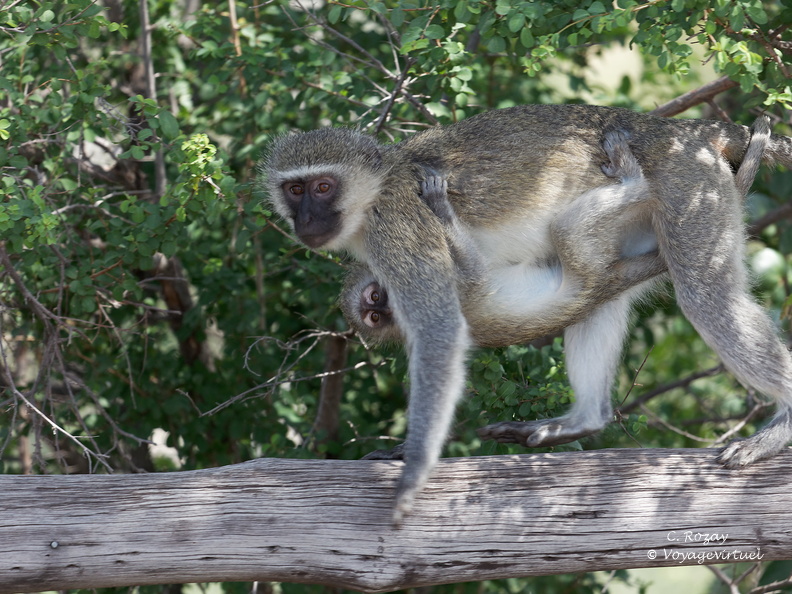 Kruger park nwamanzi viewpoint 089