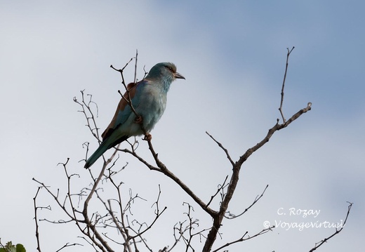 Kruger park olifants camp 074