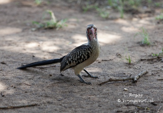 Kruger park satara camp 147