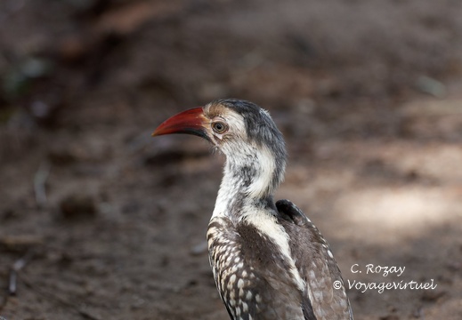 Kruger park satara camp 149