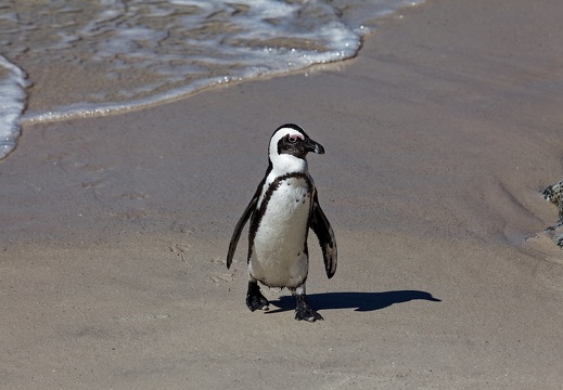 simons town boulders beach pingouins 030