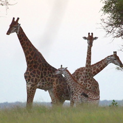 rhino river lodge Manyoni réserve 165