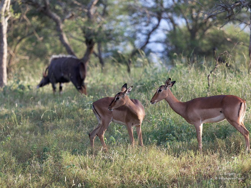 rhino river lodge Manyoni Reserve 037