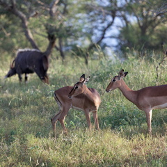rhino river lodge Manyoni Reserve 037