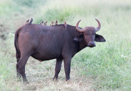 rhino river lodge Manyoni Reserve 101