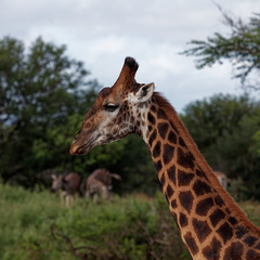 rhino river lodge Manyoni réserve 110