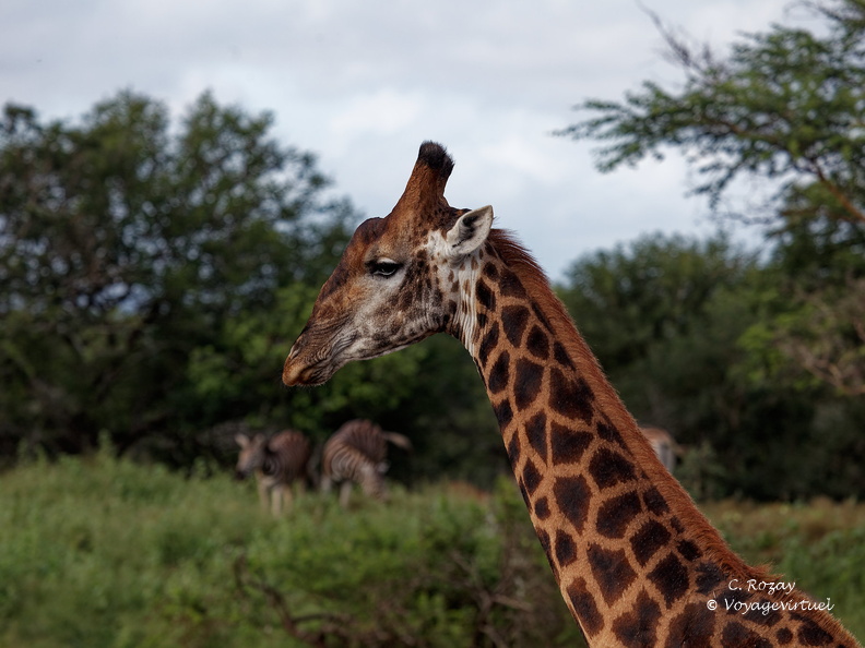 rhino river lodge Manyoni réserve 110