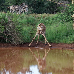 rhino river lodge Manyoni réserve 111