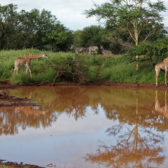 rhino river lodge Manyoni réserve 114