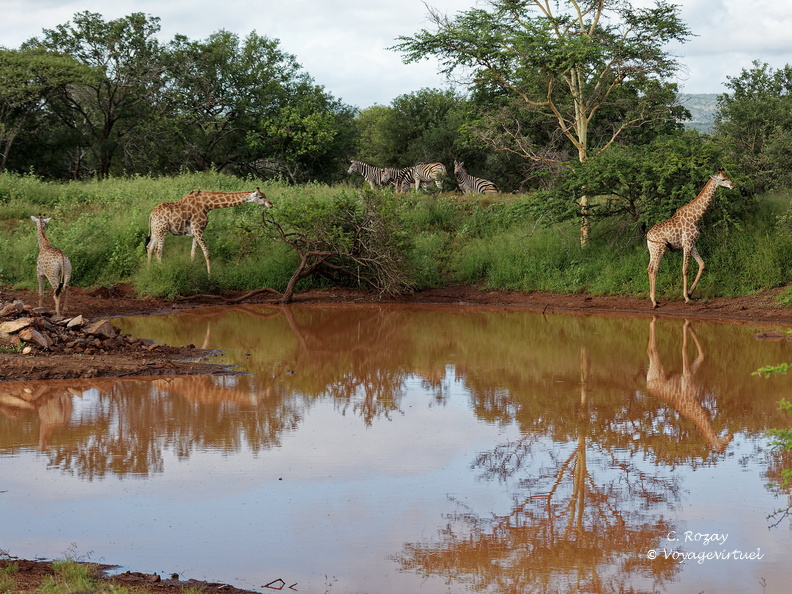 rhino river lodge Manyoni réserve 114