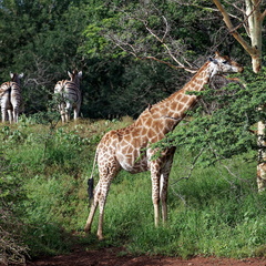 rhino river lodge Manyoni Reserve 120
