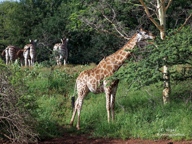 rhino river lodge Manyoni Reserve 120