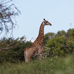 rhino river lodge Manyoni Reserve 138