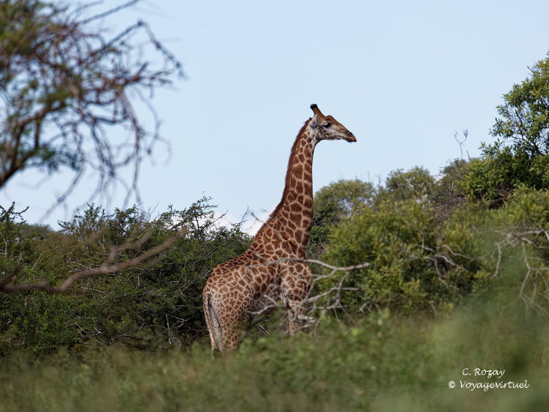 rhino river lodge Manyoni Reserve 138