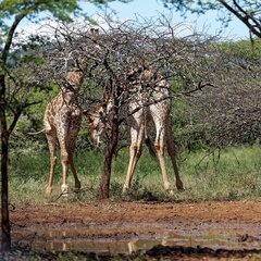rhino river lodge Manyoni Reserve 148