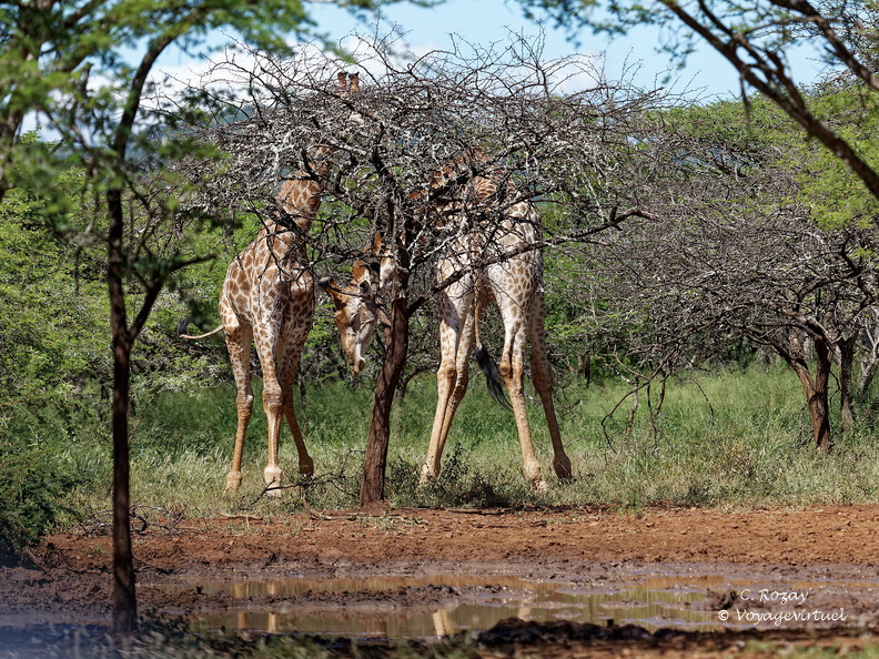 rhino river lodge Manyoni Reserve 148