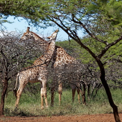 rhino river lodge Manyoni Reserve 151